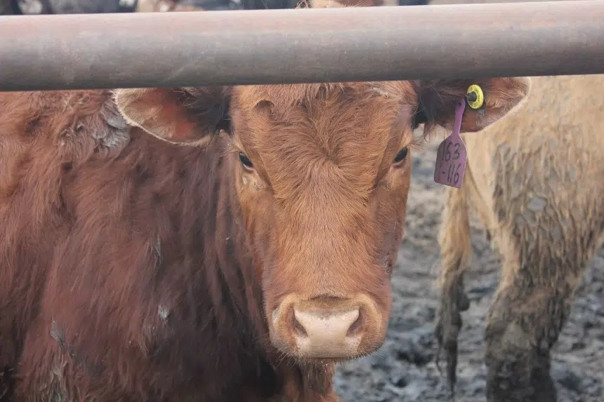 Sask. Cattlemen's Association takes beef import suspension in stride
