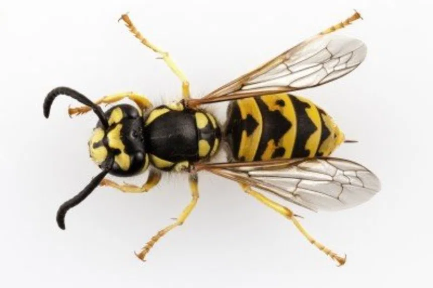 Wasps becoming more active in late summer