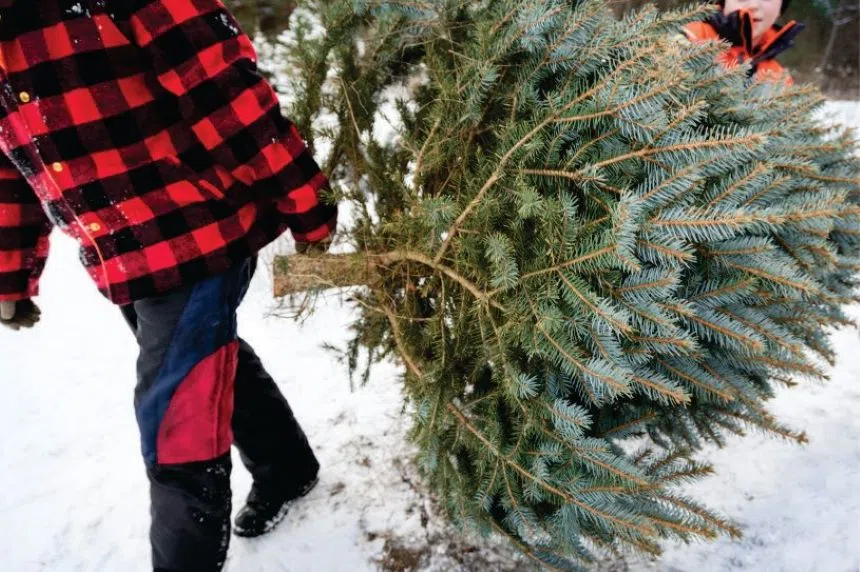 Christmas tree shortage taking hold in Sask.