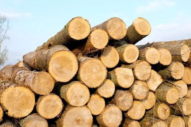 Province approves more timber allocations for northern mills