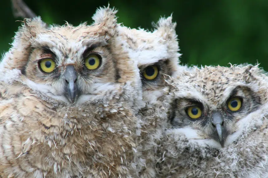 ‘They’re kind of the perfect predator’: Great horned owl survey launches in Sask.