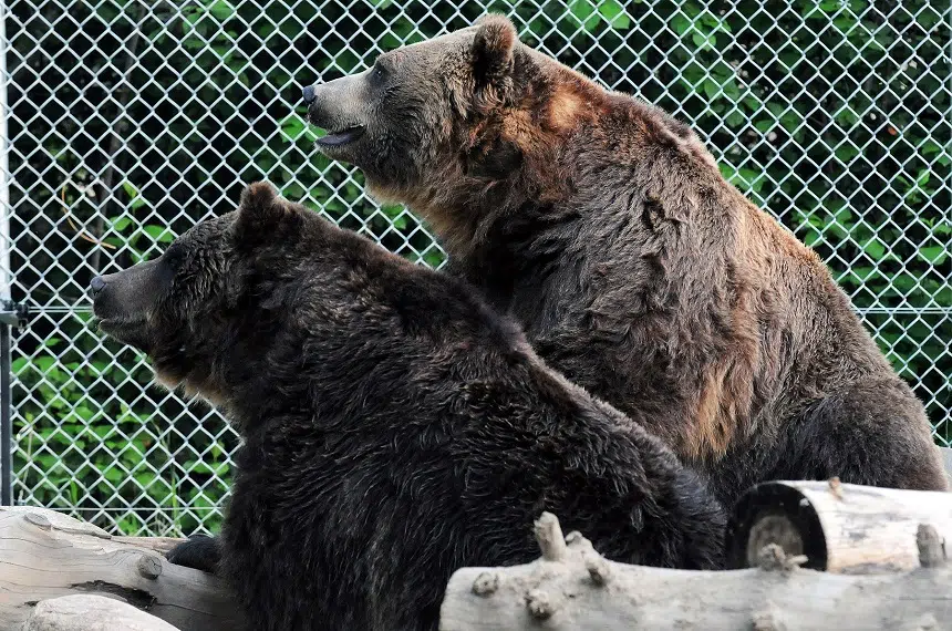 Saskatoon grizzlies wake up from hibernation