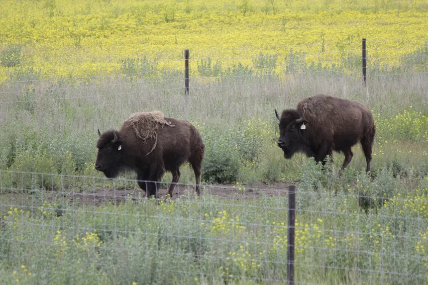 Métis Nation-Saskatchewan bringing bison back to Batoche