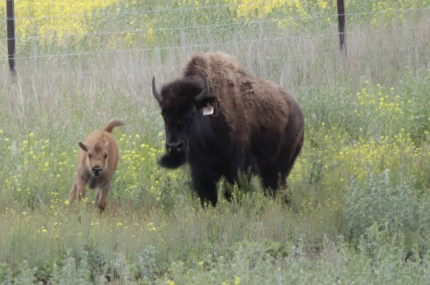 Bison convention roams through Saskatoon