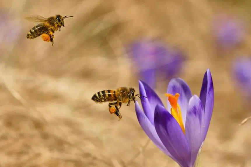Sask. bee colonies hit hard during winter, above national levels