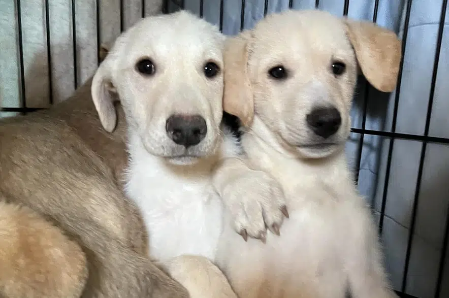 Rescue organization saves 11 puppies from abandoned basement