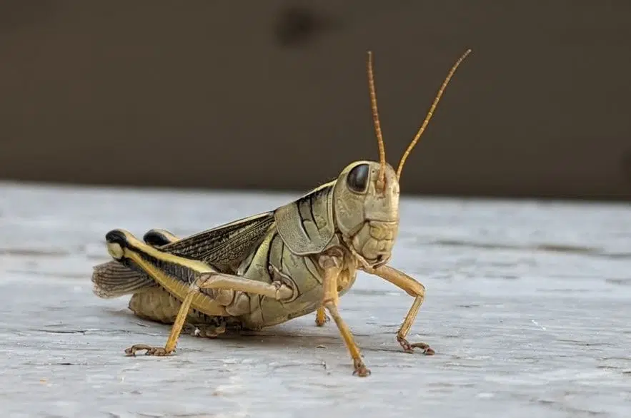 ‘A tough battle:’ Grasshoppers invade RM of Fertile Valley