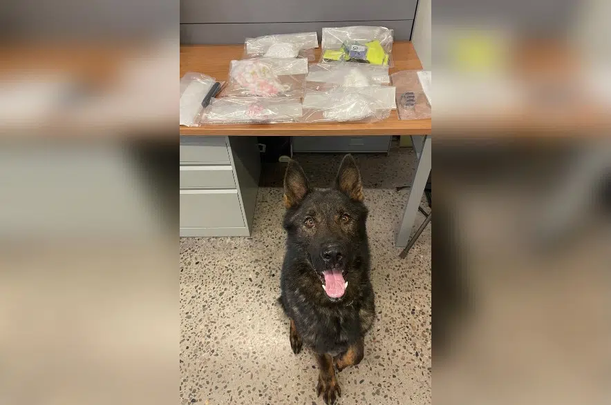 RCMP’s Kilo finds 1.5 kilos of cocaine during traffic stop near Maidstone