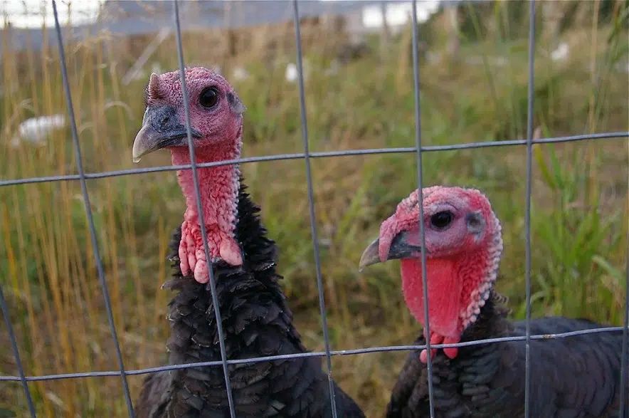 Pine View Farms thankful to avoid avian flu this year
