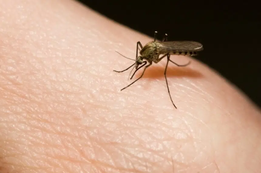 They're back: mosquitoes out in southern Sask. | 650 CKOM