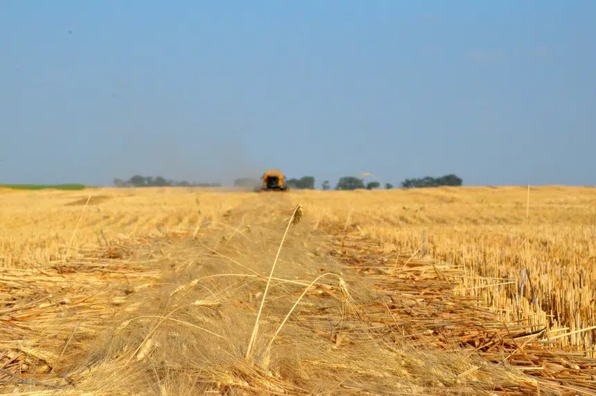 Saskatchewan crops suffering extreme heat stress