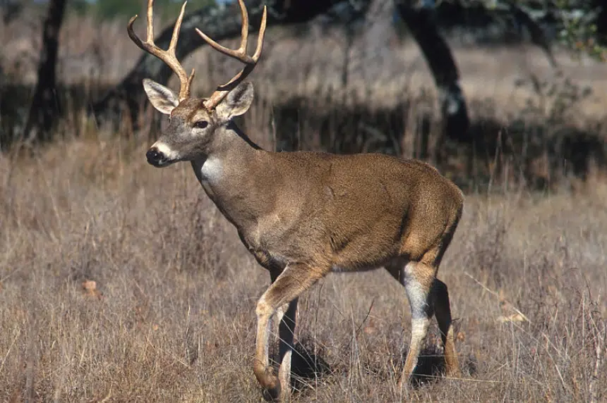 Province looking for more hunters to get their kills tested for CWD