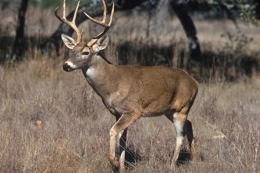 Environment ministry asking hunters to submit animals’ heads for CWD testing