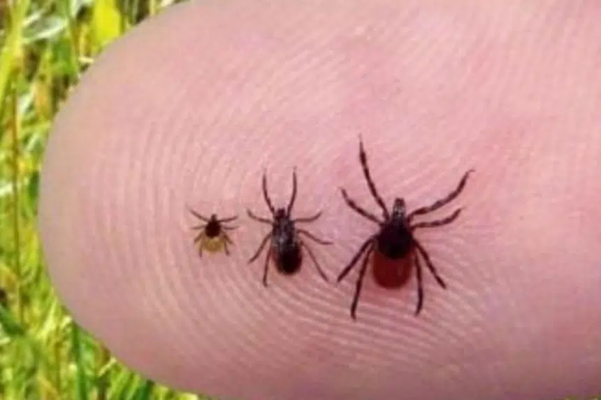 Ticks are back in Saskatchewan, risk of Lyme disease remains low