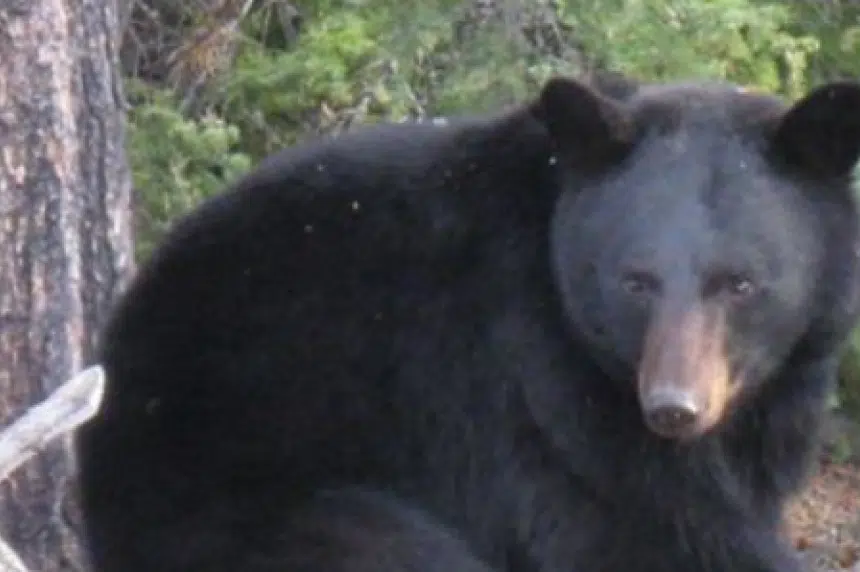 Stanley Mission RCMP urging caution by residents after bear break-in