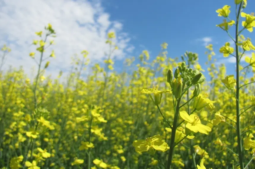 $350M canola processing facility to be built in southeast Saskatchewan