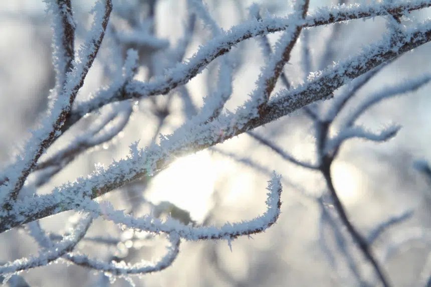 First frost arrives 3 weeks early province says | 650 CKOM