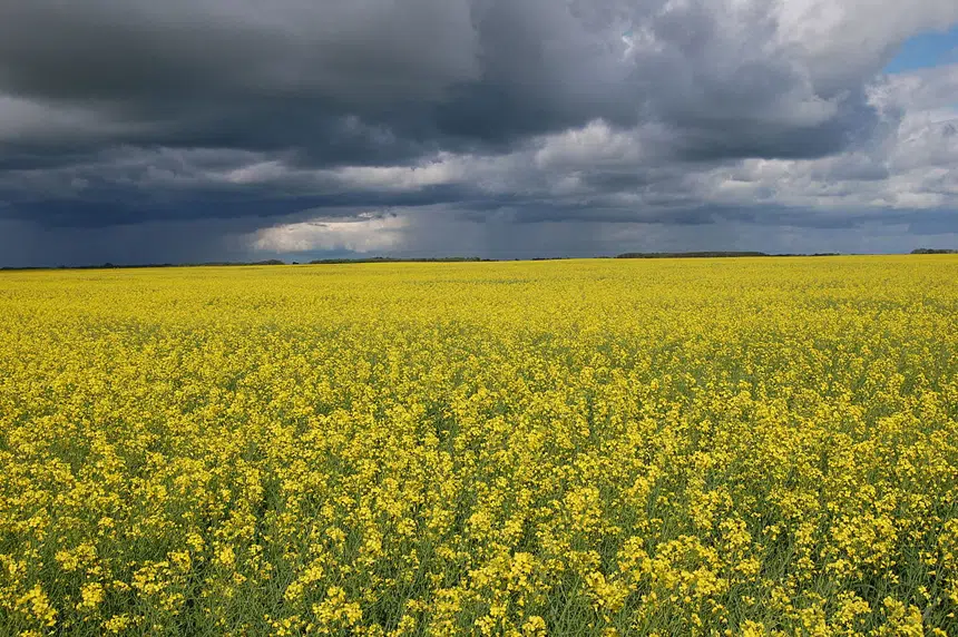 Warm weather, rain helping crops develop across Sask.