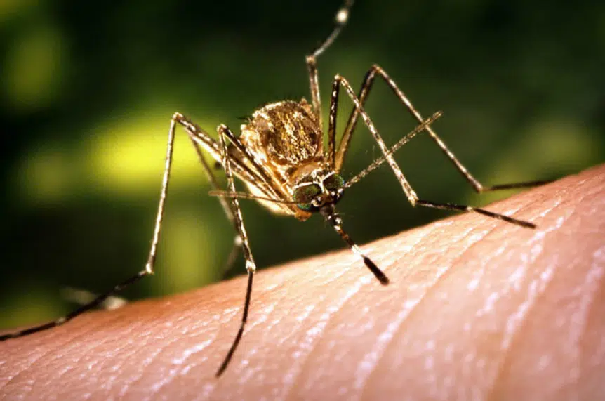 Professor says mosquitoes responsible for over 50 billion deaths