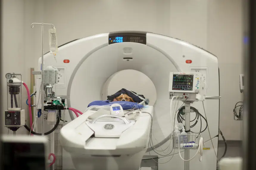 U of S vet school first in Canada to have PET-CT | 650 CKOM