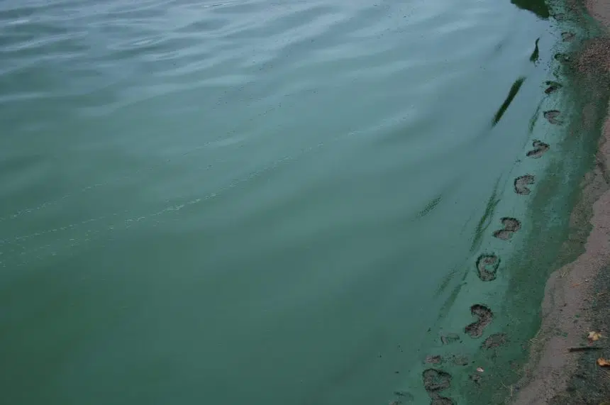 Blue-green algae concerns on Saskatchewan lake
