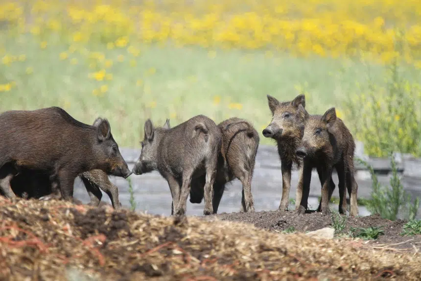 SWF says wild boar ‘shoot farms’ contribute to growing population