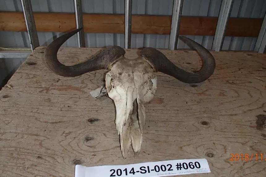 Gronlid man pleads guilty to wildlife trafficking charges