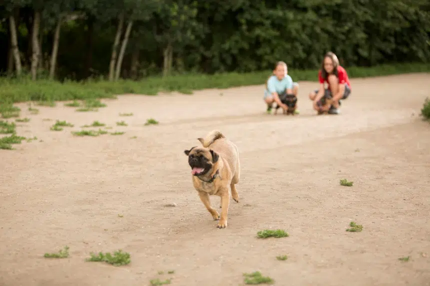 Saskatoon dog trainer says great caution must be used in off-leash dog