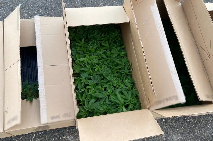 Traffic stop results in seizure of pot