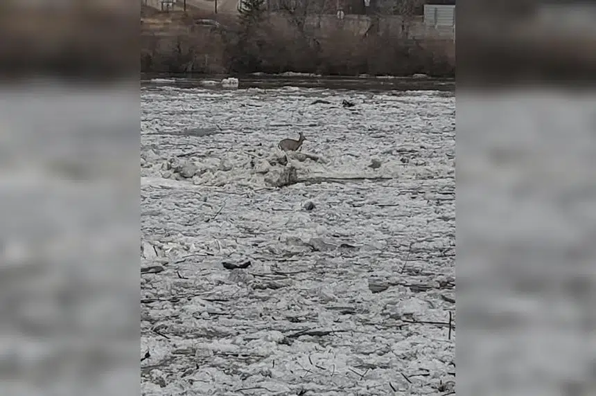 Deer caught on video floating down North Saskatchewan River during ice breakup