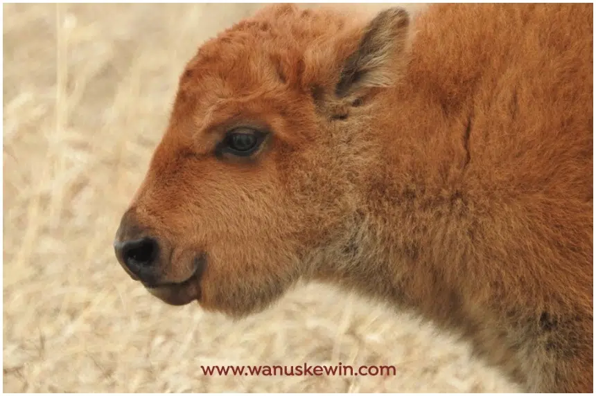 Baby bison born at Wanuskewin – a first in nearly 150 years