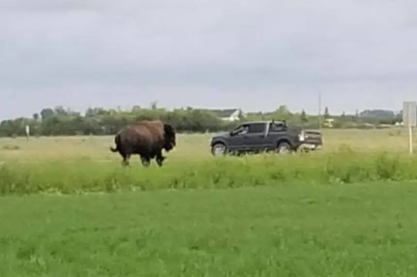 Family provides update to bison on the loose in RM of Corman Park