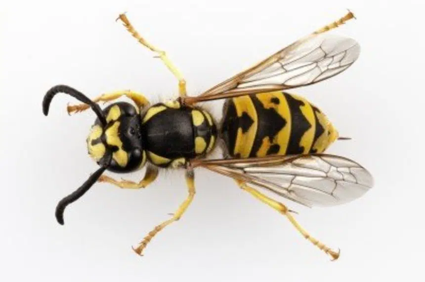 It’s not just your imagination; the wasps are plenty and aggressive this year