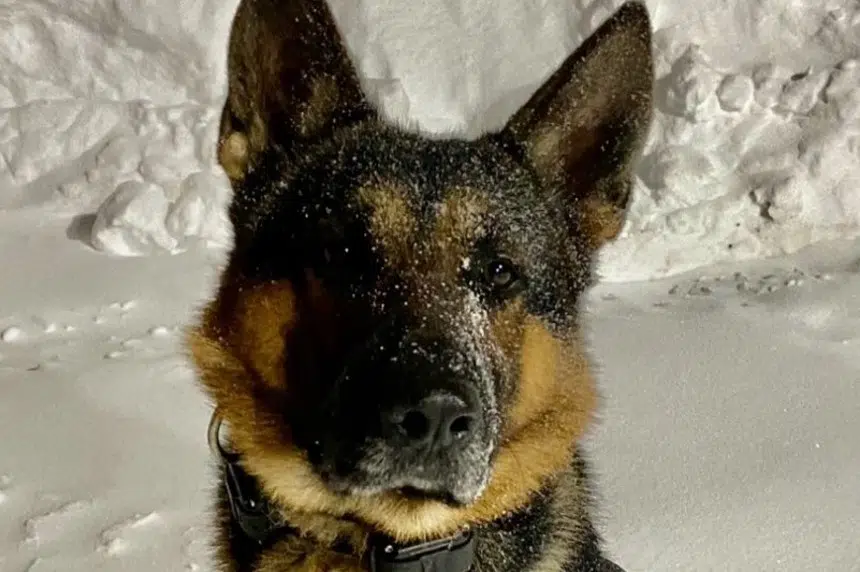 Saskatoon police dog Oliver recovering at home, expected to return to duty
