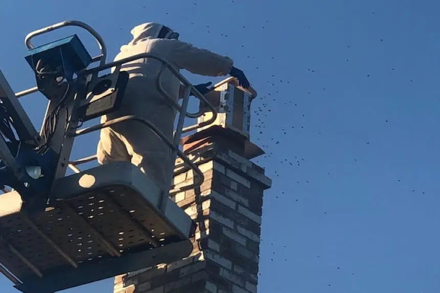 Saskatoon ‘bee whisperer’ removes huge swarm from heritage home