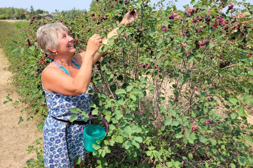 Berry dry weather making for scarce Saskatoon season