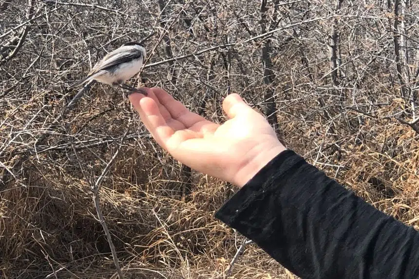 Birds can once again be handfed at Beaver Creek 650 CKOM
