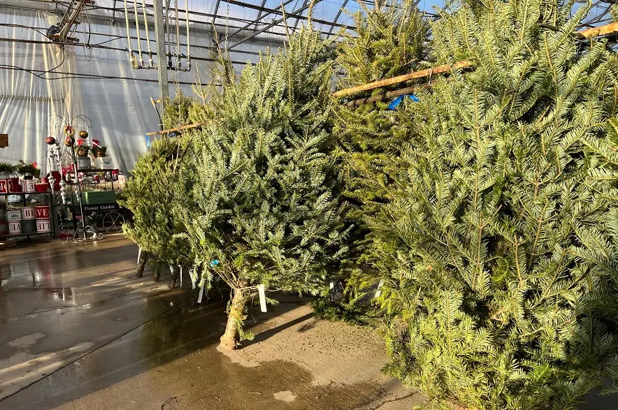 Christmas trees in short supply as demand grows 980 CJME