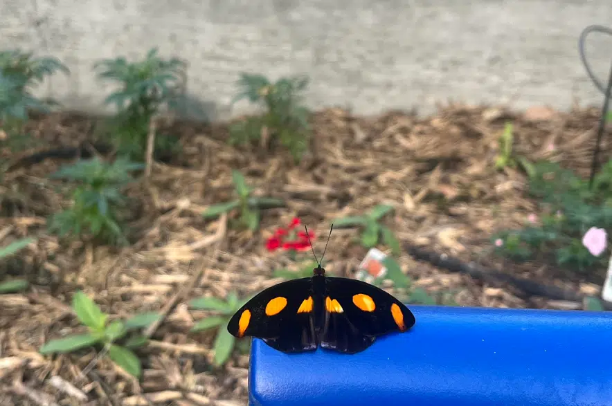 Prairie Butterfly House opens at Forestry Farm 650 CKOM