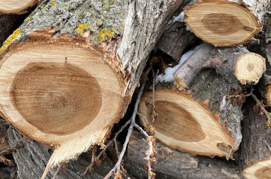 Dutch elm disease found in three Saskatoon trees | 650 CKOM