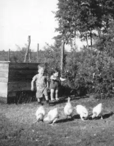 Siblings William and Phyllis Peterson feed chickens on the family farm near Shell Lake. Phyllis was the sole survivor of the massacre on Aug. 15, 1967.