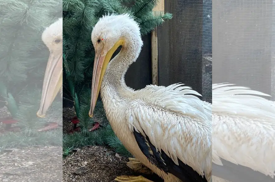 Wildlife group fishing for donations to feed injured pelicans | 980 CJME