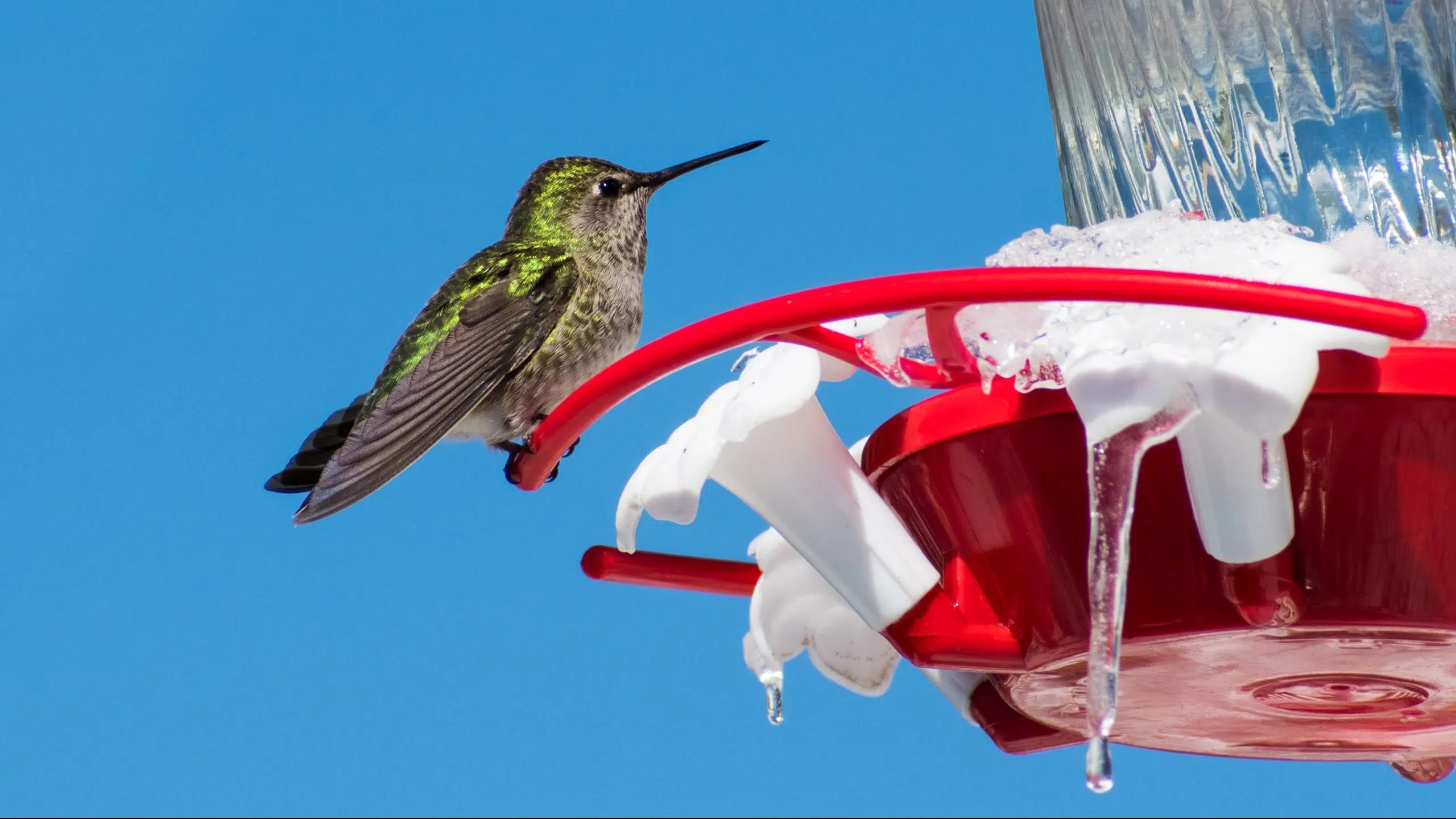 Here’s How You Can Help Hummingbirds in B.C. This Winter 93.7 JR Country