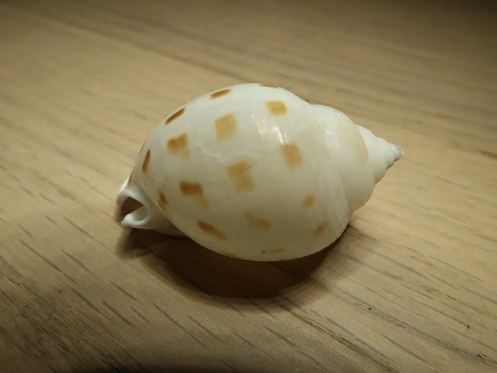 Marcel the Shell With Shoes On | Saskatchewan's Beach Radio