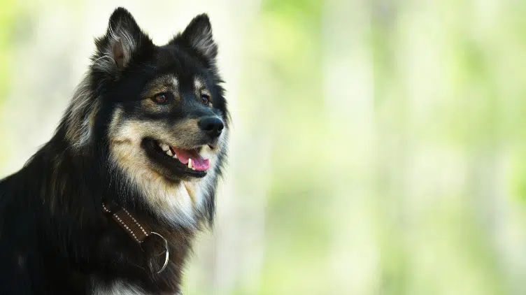 are finnish lapphunds smart dogs