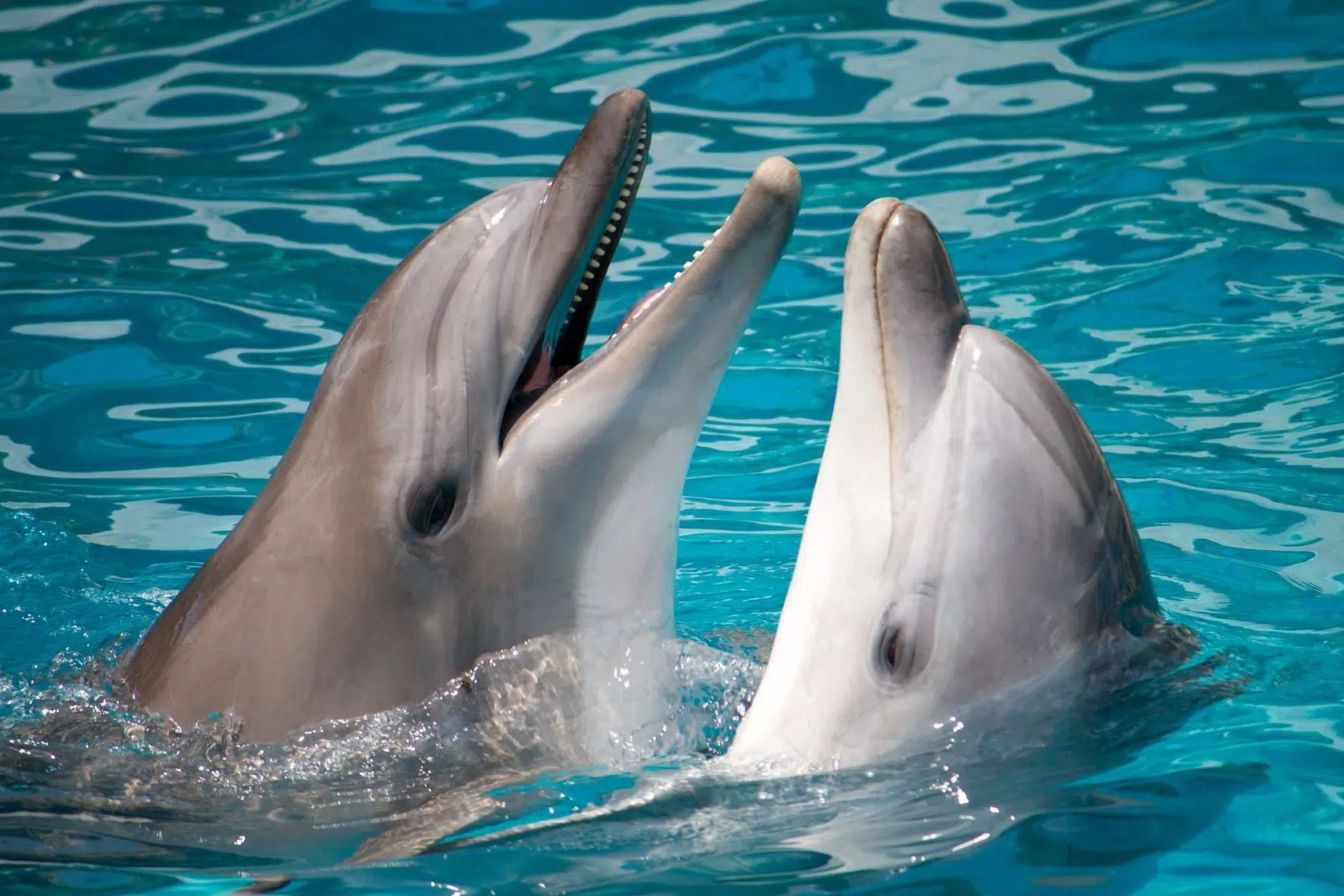 science-has-discovered-that-dolphins-call-each-other-by-name-94-3