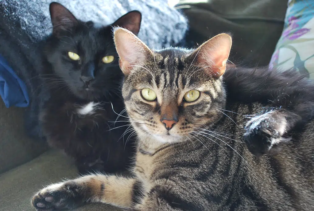 Is Your Cat Protecting You From Ghosts? CJVR Today's Best Country