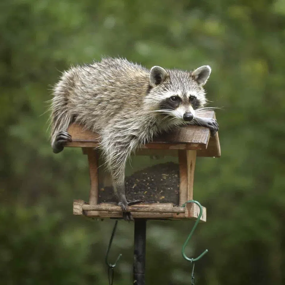 Don’t Feed Raccoons: Wildsafe BC Kimberley-Cranbrook | The Drive FM