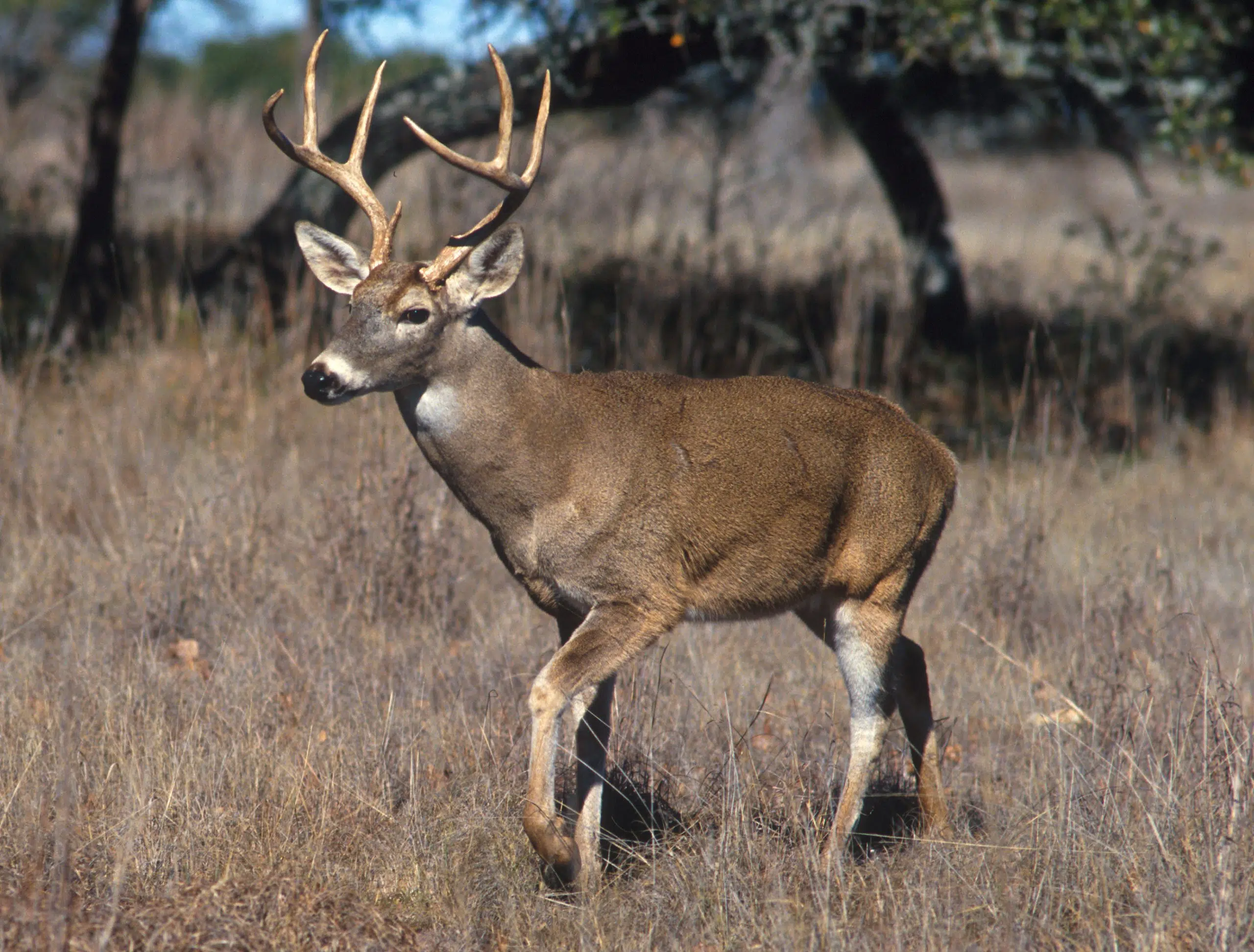 Province institutes mandatory sampling program for deer hunted in Kootenay region