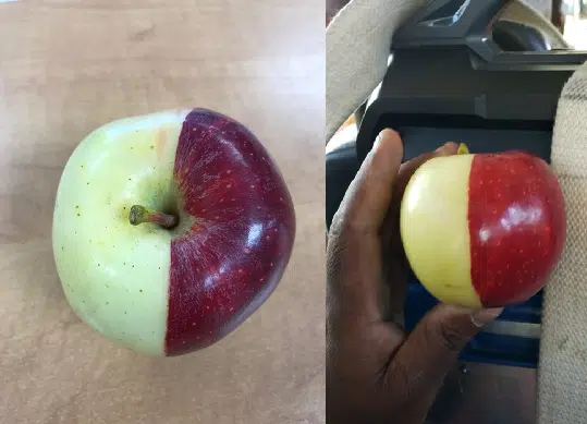 middle of an apple